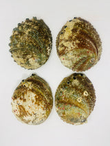 Large Abalone Shell Bowl (6-7 inches)