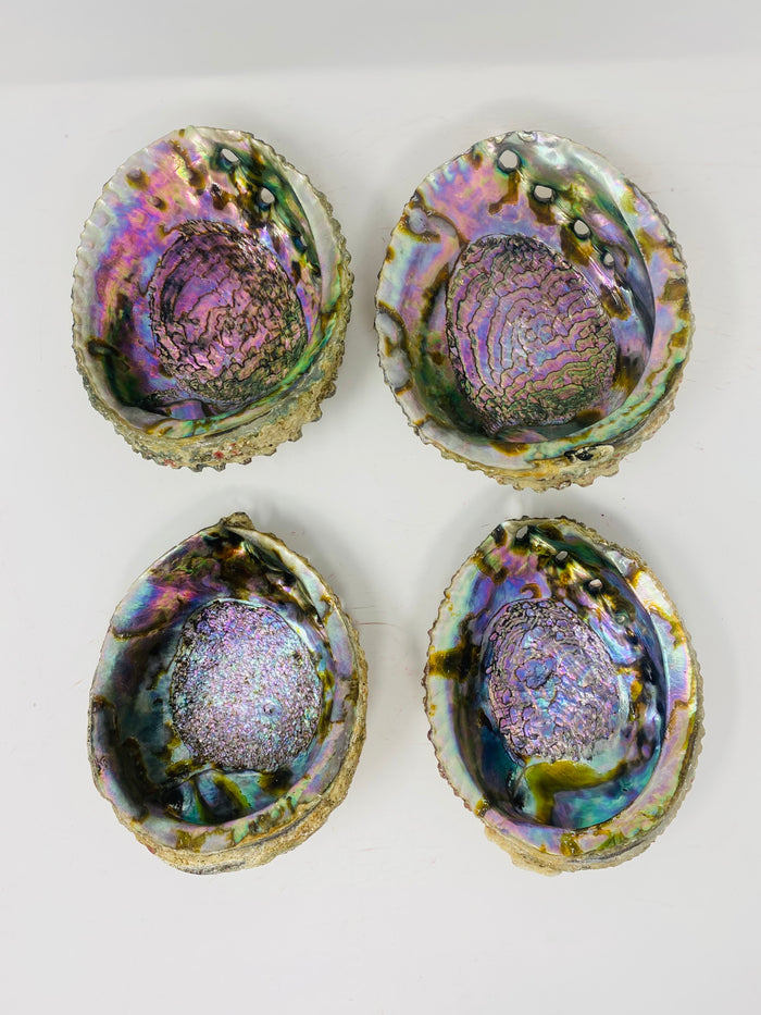 Large Abalone Shell Bowl (6-7 inches)
