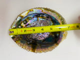 Large Abalone Shell Bowl (6-7 inches)