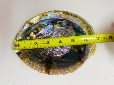 Large Abalone Shell Bowl (6-7 inches)